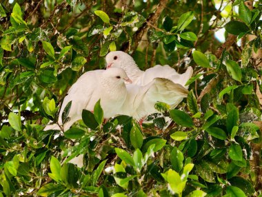 Kentsel bahçeye tünemiş beyaz güvercinler, yaprakların ötesindeki ufuk çizgisi, dirençli kuşların uyumu sembolize etmesi gibi.