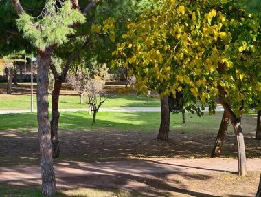 Ağaçların çerçevelediği güneşli park yolu çimenler, piknik alanları ve görünür, rahat koltuklar üzerine uzun gölgeler döküyor.