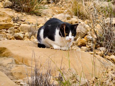 Kayalar üzerinde siyah ve beyaz kedi, engebeli araziyi araştıran tünemiş gözlemci, güneş ışığına karşı kürk kontrastı