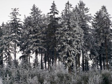 Buzlu çam ağaçları kümesi, kompakt duruş şekilleri kar tozu ve ağır dallarla desenli kütle, soğuk