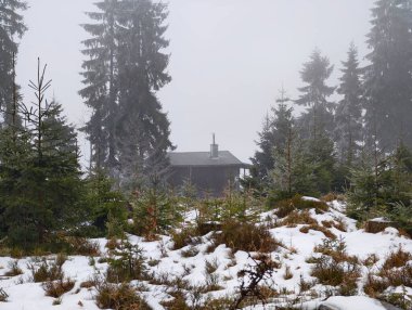 Sisli dağ temizliği, çam ağaçlarının arasından bakan kamara, yosunlu mırıltıların üzerindeki yamalı kar, sessiz ışık.
