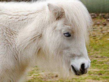 Yumuşak mavi gözlü, yele desenli beyaz midilli portresi.,