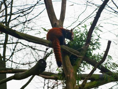 Kırmızı panda dalın üzerine tünemiş, kuyruğu ağaç dallarının üzerine örtülmüş, ağaçsı memelilerin araştırmaları ahşap kaplamayla kaplanmış.