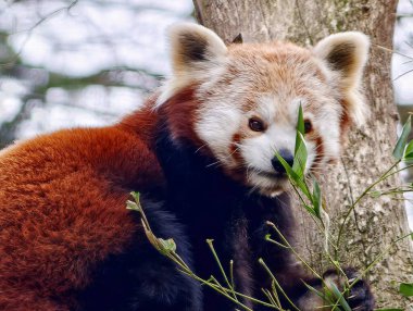 Kırmızı panda bambu çiğniyor. Ağız hareketlerini kapatıyor. Dal üzerinde sağlam pençeler, canlı turuncu getiriyor.