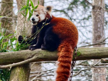 Kırmızı panda sakince bambu yapraklarını çiğniyor. Dal üzerine tünemiş gevşek duruş, yumuşak turuncu kürk ve nazikçe.
