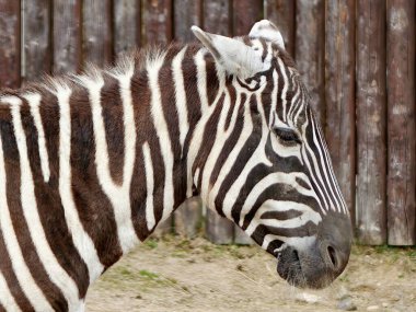 Zebra profili ahşap çitlere, kalın çizgili desenlere ve sakin bakışlara karşı. Ayrıntılı olarak kenar görünümü vurgula