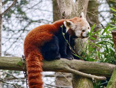 Kırmızı panda gövdesine yaslanmış sessizce bakıyor, kehribar rengi yüz işaretleri yayılmış ışıkla işaretlenmiş, desenli