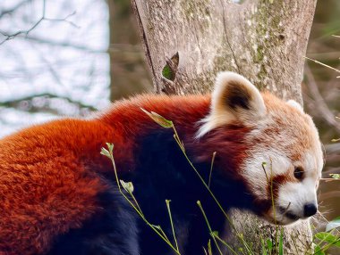 Huzurlu bir uykuda bavula kıvrılmış kırmızı panda, yüzü kabarık kürk, ince yaprak gölgeleri, sessiz