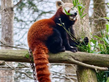 Kırmızı panda tırabzanda oturuyor, narin yaprak çiğniyor, kalın kuyruğu şelale gibi, yumuşak duruşa karşı gevşiyor.