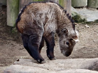 Genç kahverengi ayı hayvanat bahçesini keşfediyor, kayaların arasında yürüyor, ahşap çitlerin yanında, kürk desenli.