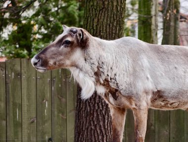 Ren geyiği yan profili ağaç, benekli kışlık palto ve ince ağızlık görünür, sakin duruş ve desenli.