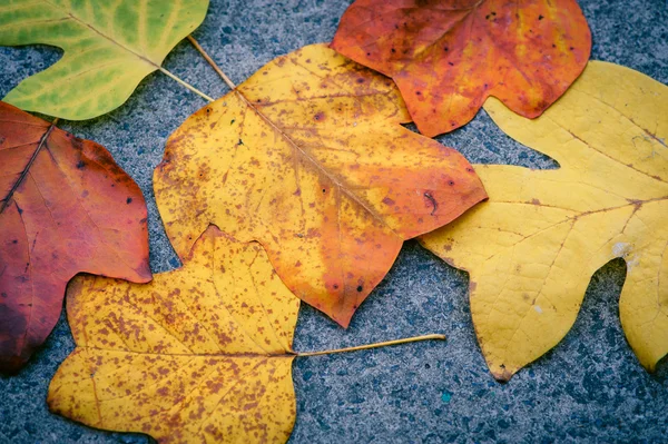 Some autumn leaves — Stock Photo, Image