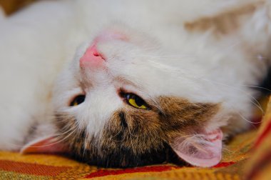 diff karelerinin Sofa.Background üzerinde poz yarım beyaz evde beslenen hayvan kedi