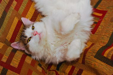 diff karelerinin Sofa.Background üzerinde poz yarım beyaz evde beslenen hayvan kedi