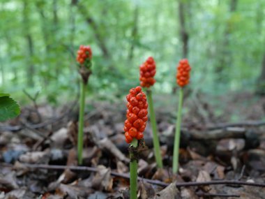 Orman zemininde kırmızı böğürtlenli Arum Bitkisi. Ormandaki kızıl arum. Çarpıcı böğürtlenli zehirli yabani bitki. Doğa ve botanik konuları için ideal. Kopyalama alanı.
