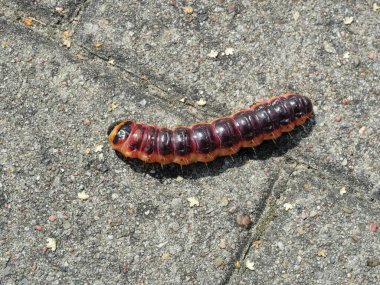 Söğüt ağacı tırtılı ya da keçi güvesinin doğadaki makro çekimi. Vücut yapısı ve renkleri temiz. Doğa ya da vahşi yaşam teması için mükemmel. Kopyalama alanı.