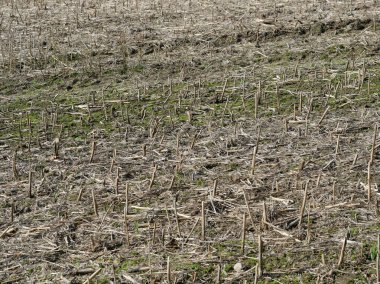 Yenilenme sembolü olarak yeşil çimlerle hasat edilmiş. Yenilenme işareti. Kopyalama alanı.