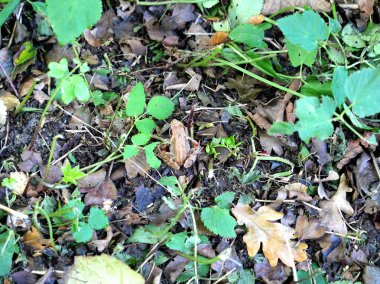 Islak yapraklar üzerinde kamufle olan sıradan bir kurbağa, etrafını dikkatlice gözlemler. Amfibilerin dünyasına büyüleyici bir bakış açısı..
