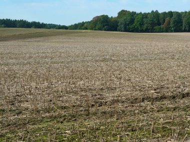 Mavi gökyüzünün altında, ufukta yeşil ağaç çizgisi olan geniş bir hasat alanı. Kopyalama alanı.