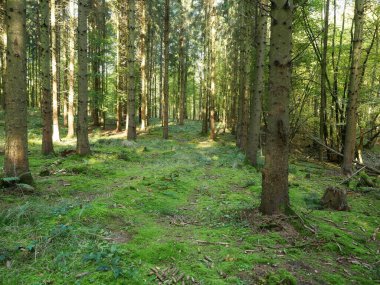 Güneş ağaçların arasından parlıyor. Çok romantik, hayaletimsi, büyüleyici ve görüntüye peri masalı niteliği katıyor..