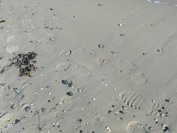 Ayak izleri, deniz kabukları ve deniz yosunlarıyla ıslak kumlu bir sahil. Sakin doğal doku. Kopyalama alanı.
