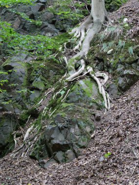 Önde gelen ağaç kökleri ormandaki yosun kaplı kayalık yamaçlara tutunur. Orman zemininde yoğun yaprak tabakası. Kopyalama alanı