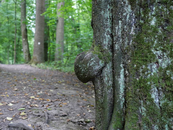 Burl on a beech tree. Irregular wood texture, natural detail, tree bark, texture. Close-up. Copyspace.