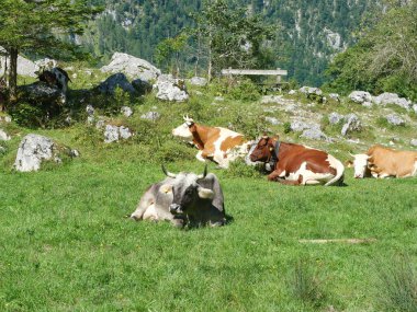 İnekler dağların altındaki yeşil Alp çayırlarında huzur içinde otlarlar. Sakin ve doğal. Kopyalama alanı.
