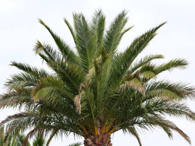 Kanarya Adası 'nın üst yoğun gölgesinde parlak gökyüzüne karşı hurma ağacı var. Koyu yeşilden sarımsı yapraklara. Kopyalama alanı.