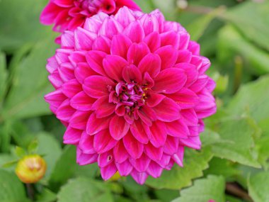 Canlı yıldız çiçekleri yeşil yapraklarla çevrili sıcak renklerde çiçek açar. Kopyalama alanı ile yaz doğa motifi.