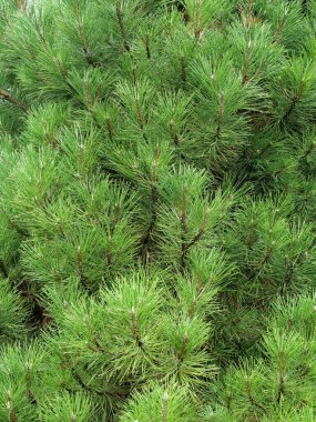 Genç kozalaklı ve uçucu tomurcuklu Pinus Mugo ağacı dalı ucu