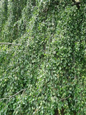 Sarkmış dalları ve yoğun yeşil yaprakları olan ağlayan kayın ağaçları. Fagus sylvatica, Yakın plan. Kopyalama alanı.