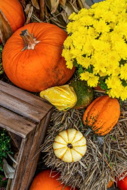 Balkabakları, su kabakları ve annelerle sonbahar hasat gösterisi.