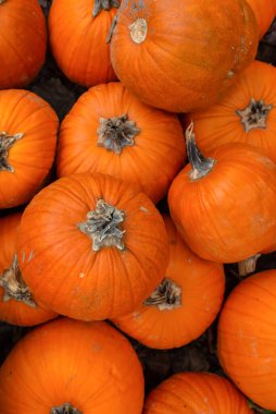 Balkabağı yığını, Cadılar Bayramı.