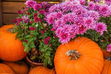 Sonbahar tatilleri ve dekorasyonlar için balkabakları ve anneler..