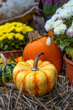 Mevsimlik süslemeler için balkabakları ve çiçeklerle dolu bir sonbahar..