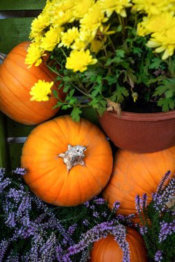 Sonbahar natürmortları: sonbahar sezonu için dekoratif düzende balkabakları, kasımpatılar ve kenevir çiçekleri.