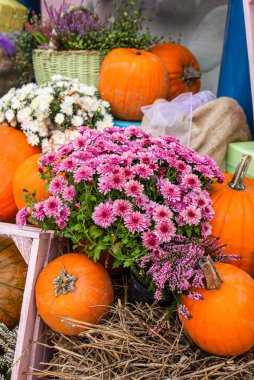 Balkabağı ve çiçeklerin sonbahar kompozisyonu.