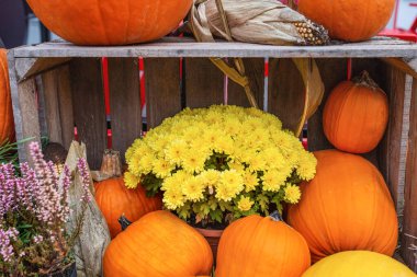 Balkabakları, anneler ve mısırla sonbahar düzenlemesi.