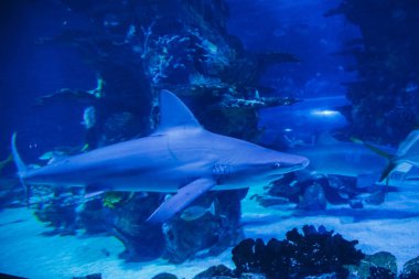 Derin mavi sularda yüzen bir köpekbalığının yüksek kalite görüntüsü. Deniz koruma, eğitim materyalleri, turizm reklamları ve sualtı yaşam blogları için ideal.