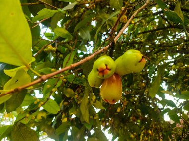 Green Rose Apples on Tropical Tree