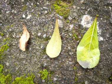 Yosun tutmuş zeminde yaşam döngüsünü gösteren üç yaprak.