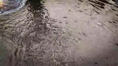 Suları akan bir gölde huzur içinde yüzen bir balık.