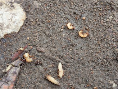 Kırmızı karıncalarla çevrili kurtçuklar.