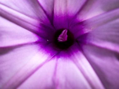 Mor çiçek desenlerine ve erkek organlarına yakın.