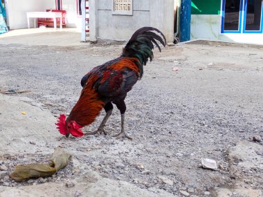 Kırsal bir ortamda Kum Toprakları Arayan Horozlar