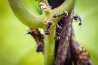 Sarmaşıklarda sürünen bazı karıncaların yakın görüntüsü