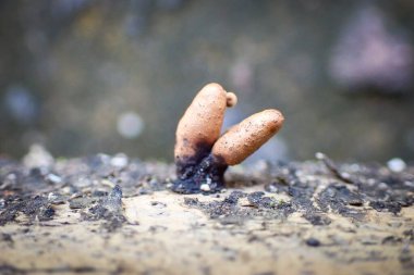 Küçük kahverengi mantarlar çürüyen odunlarda yetişiyor.