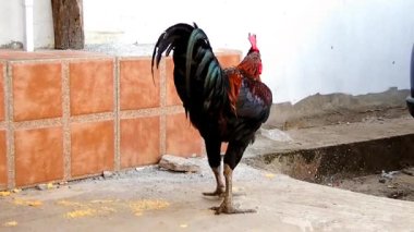 Bir horoz bahçede yiyecek arıyor.