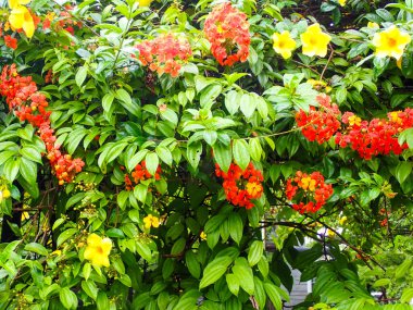 Bauhinia kockiana bitkisi aynı zamanda Kızıl İzli Bauhinia olarak da bilinir.